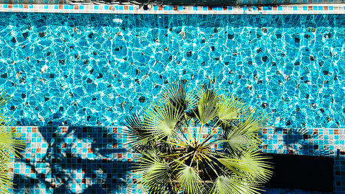 Siam Oriental Tropical Garden photo